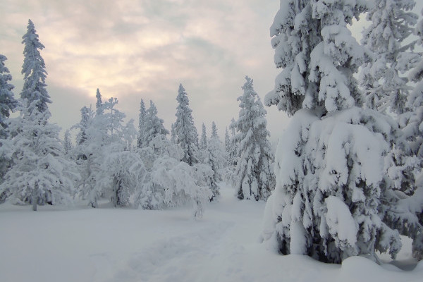 Mycket snö på träden i fjällen.