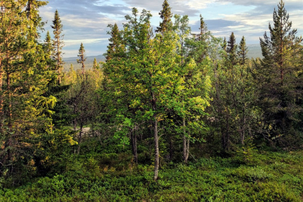 Sommar natur foto i stugans område.